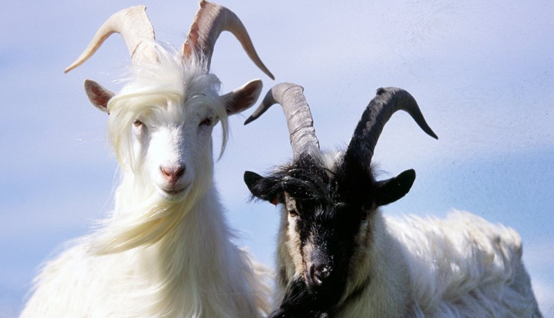 Geitur afkastameiri en eitur