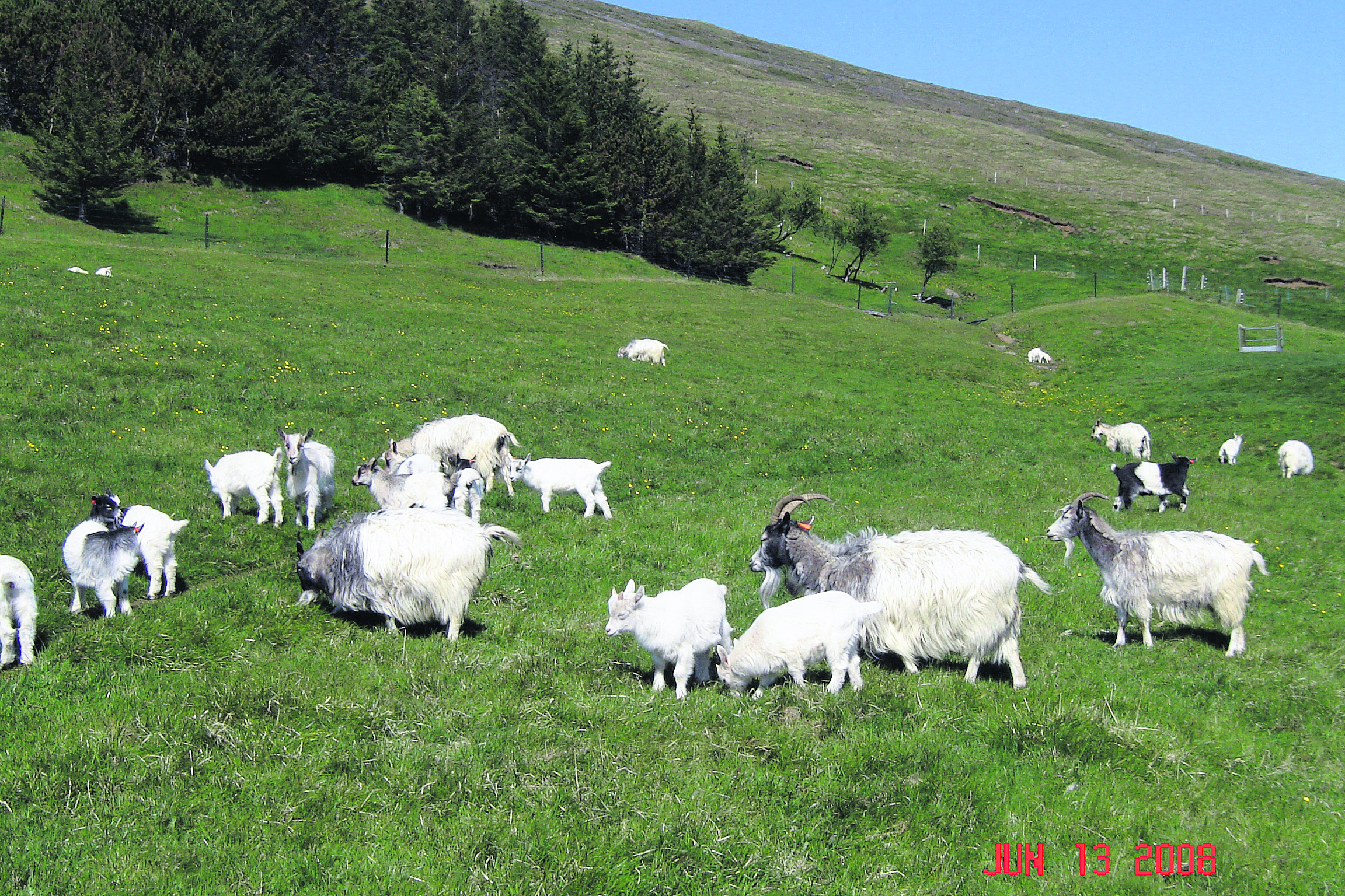 Kapla-, geita- og sauðamjólk