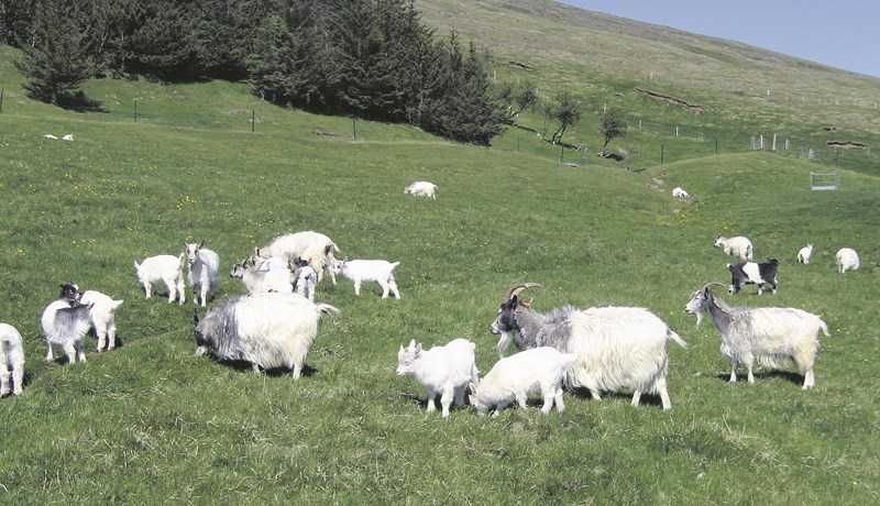 Kapla-, geita- og sauðamjólk