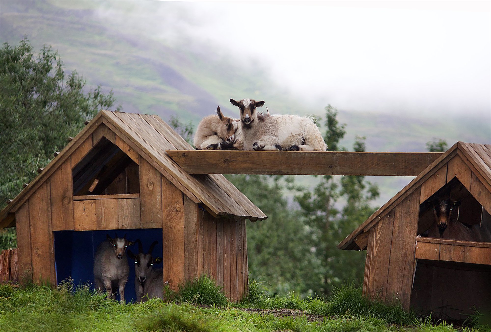 Geitaostur framleiddur í heimavinnslu á Brúnastöðum í Fljótum