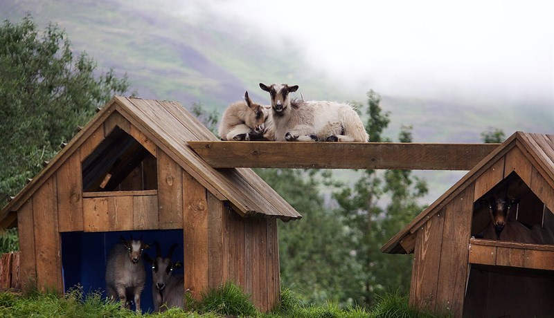 Geitaostur framleiddur í heimavinnslu á Brúnastöðum í Fljótum
