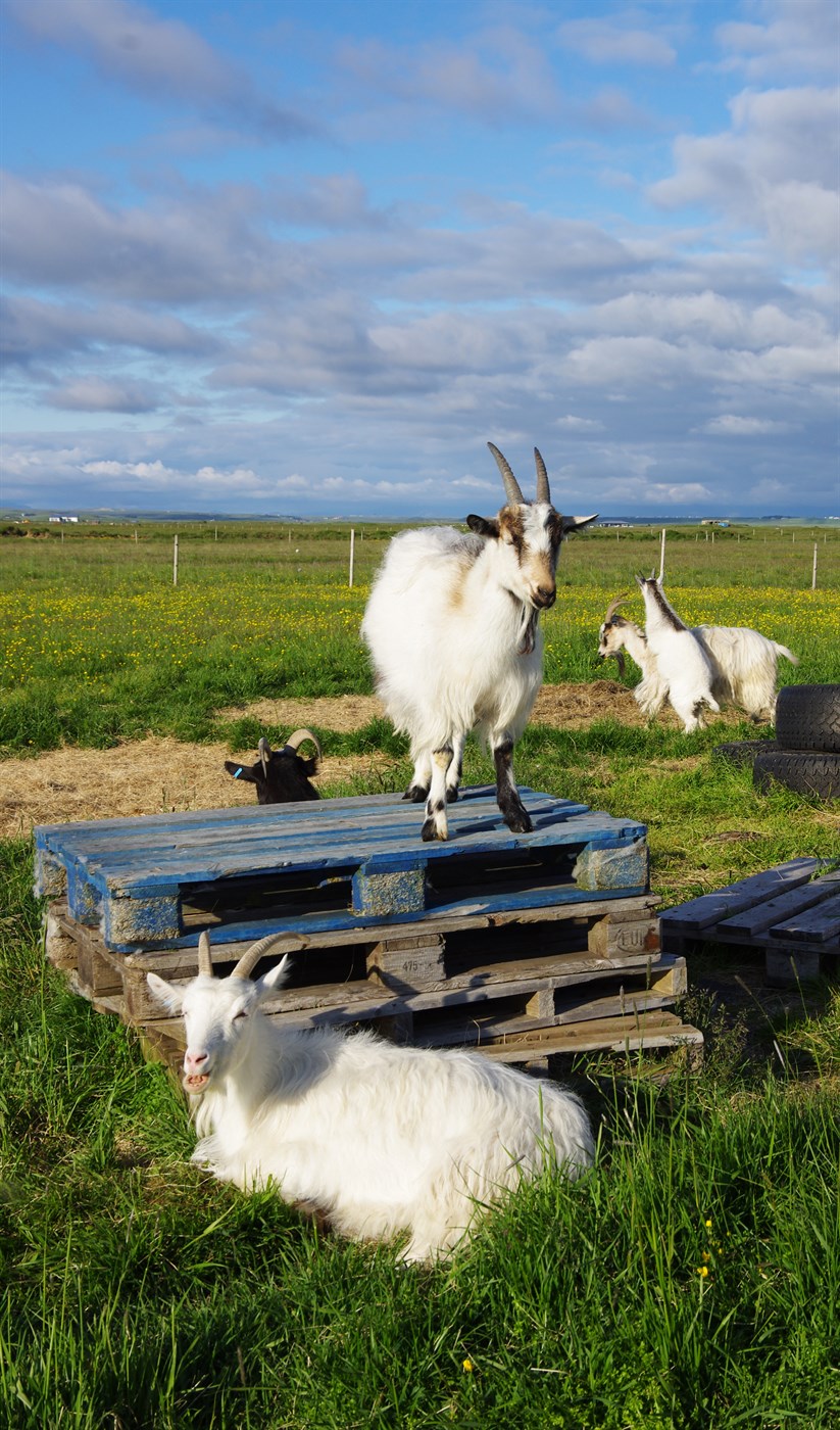 Búið að skera niður 38 geitur og kið