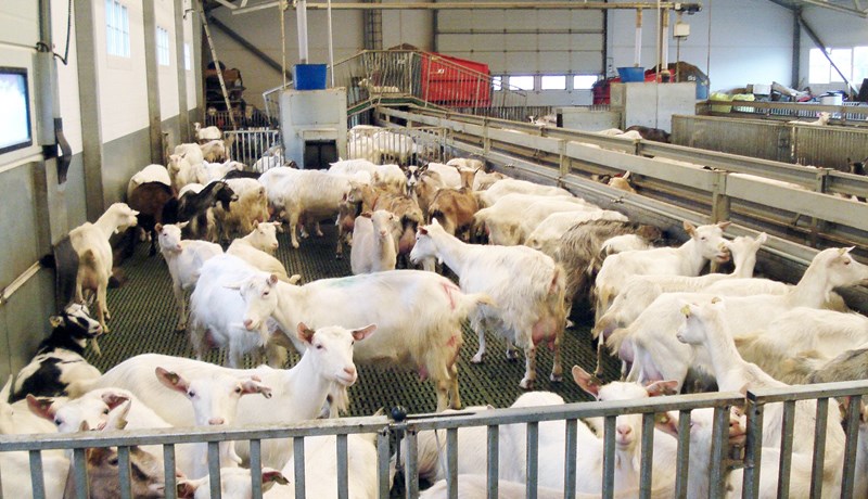 Kjarnfóður lækkar í verði