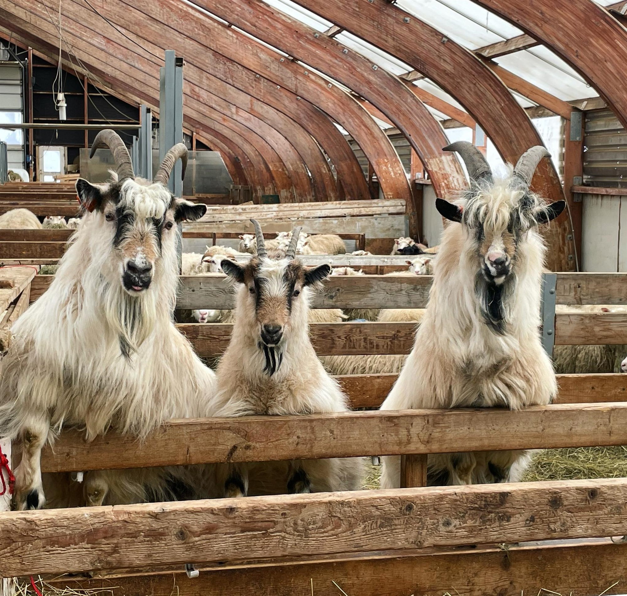 Spornað við útrýmingu