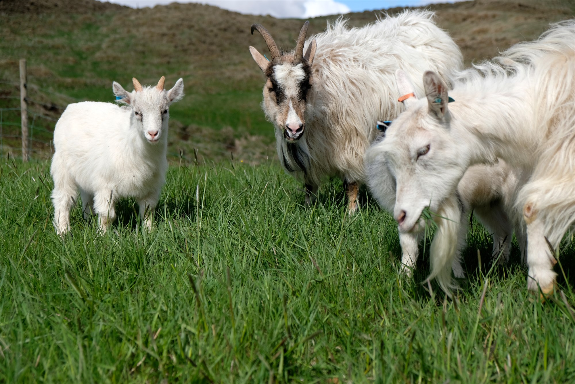 Arfgerðarrannóknir gerðar á geitum með tilliti til næmi fyrir riðu