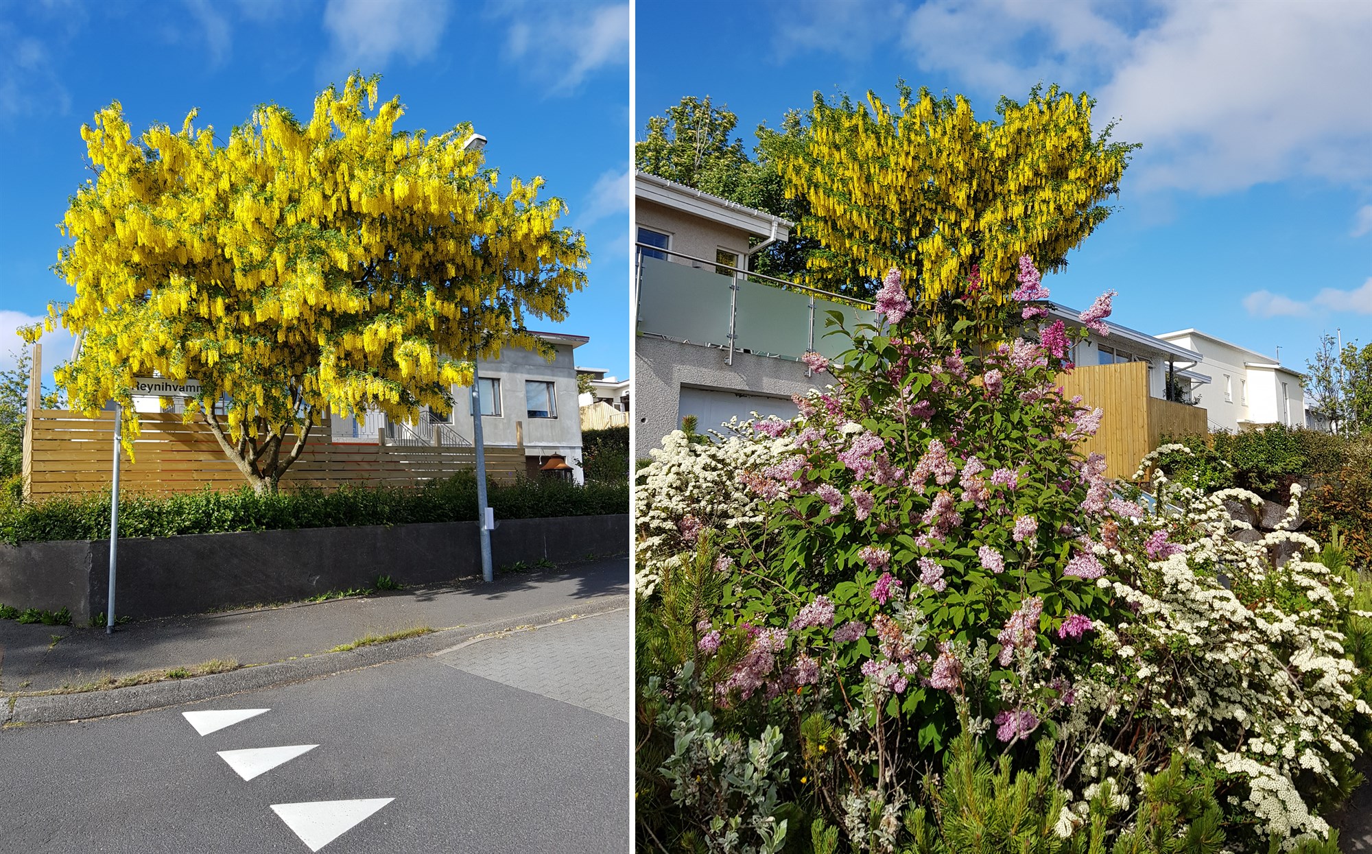 Gengið um göturnar á blómgunartíma gullregns