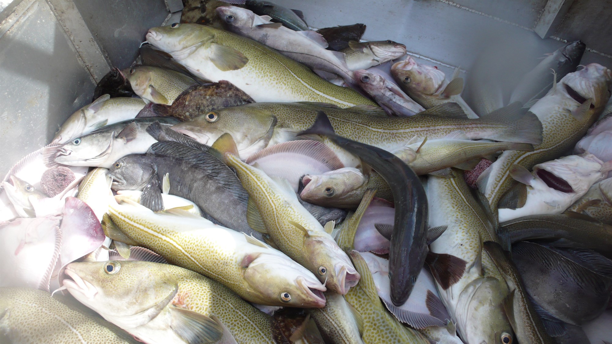 Ráðlagt aflamark þorsks lækkað