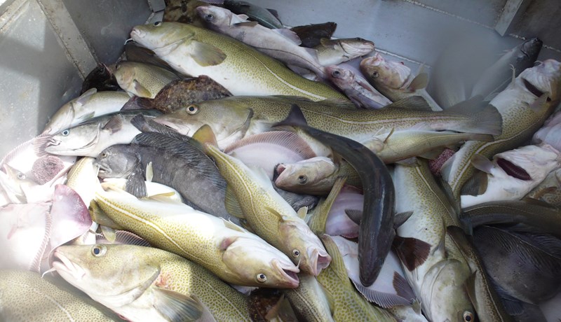 Ráðlagt aflamark þorsks lækkað