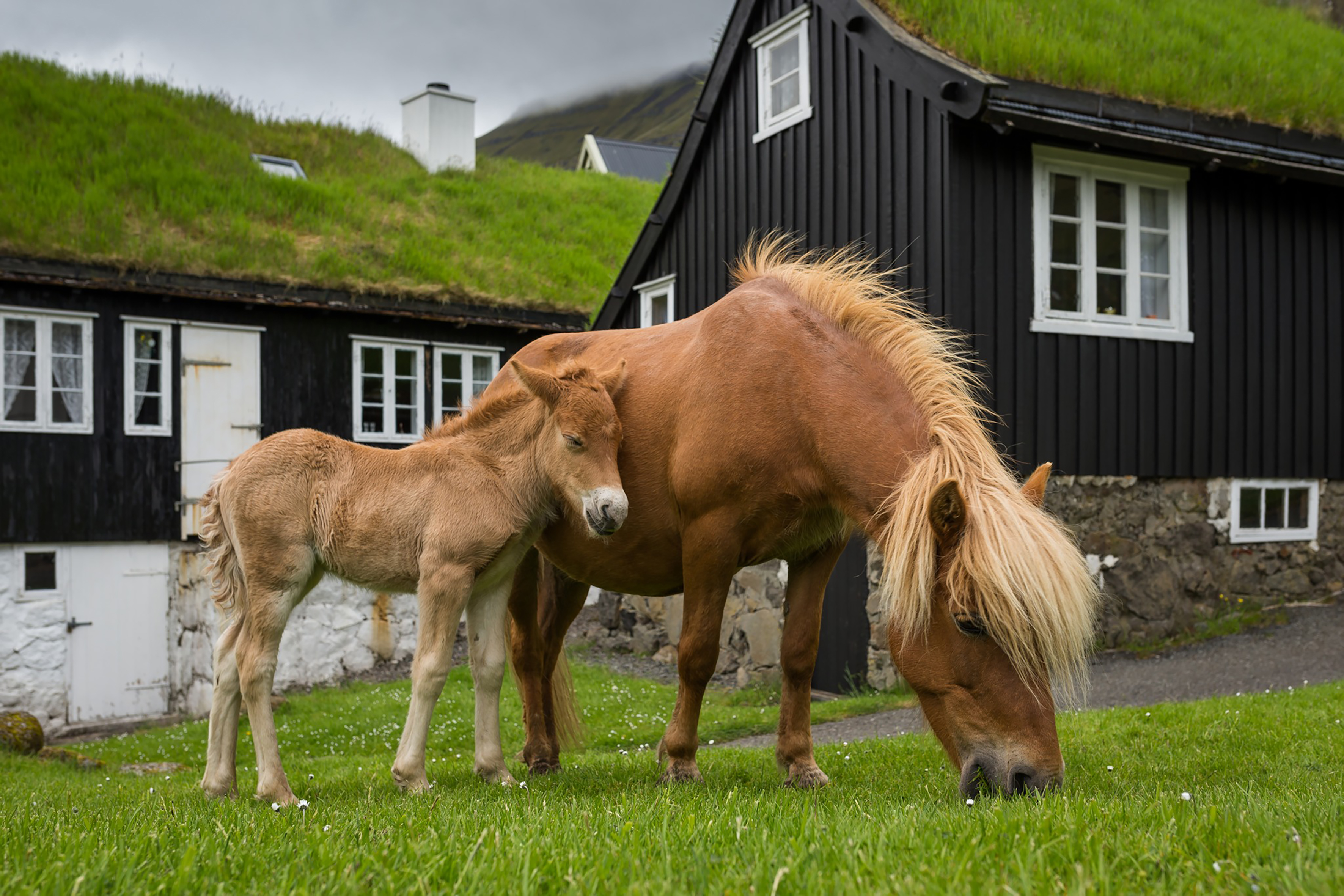 Gagnagrunnur fyrir færeyska hestinn byggður á WorldFeng