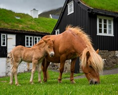 Gagnagrunnur fyrir færeyska hestinn byggður á WorldFeng
