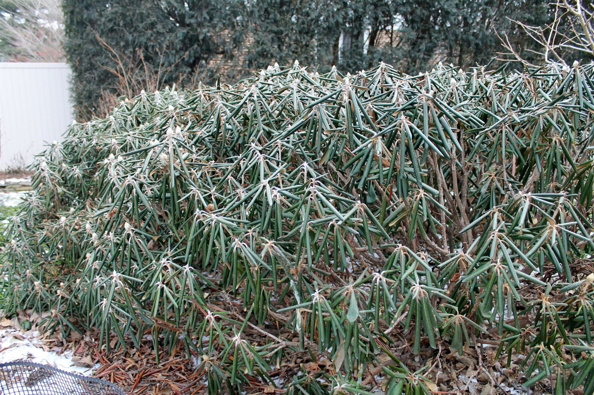 Hvað er með allan þennan snjó?