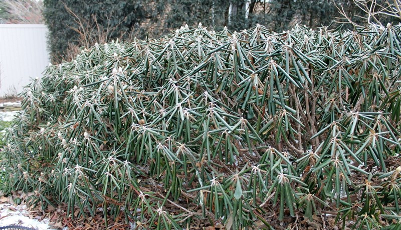 Hvað er með allan þennan snjó?