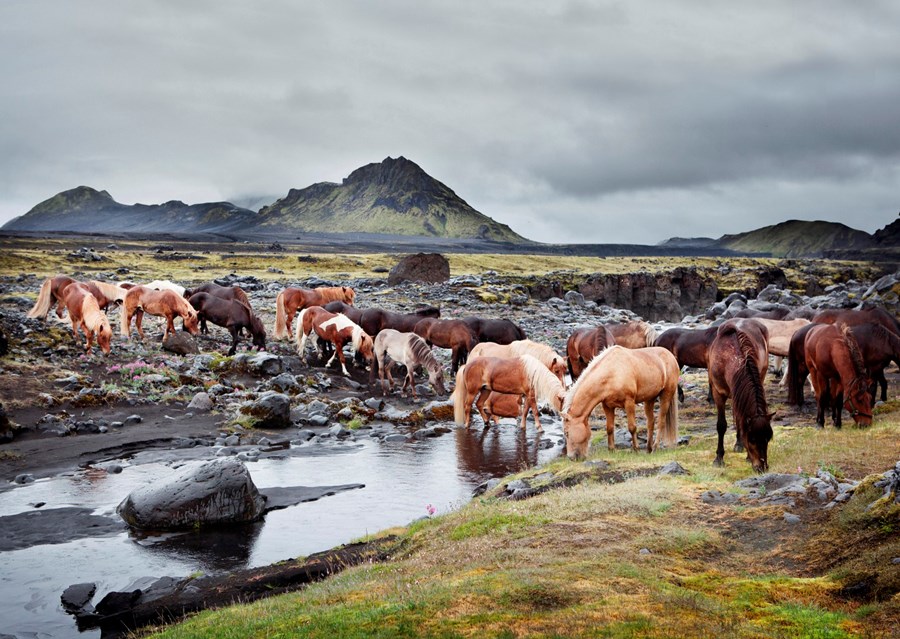 Í dag standa 48 innlendir og erlendir samstarfsaðilar að Horses of Iceland, en fjármögnun þess er einnig tryggð með mótframlagi frá ríkinu. Íslandsstofa sér um framkvæmd  þess.
