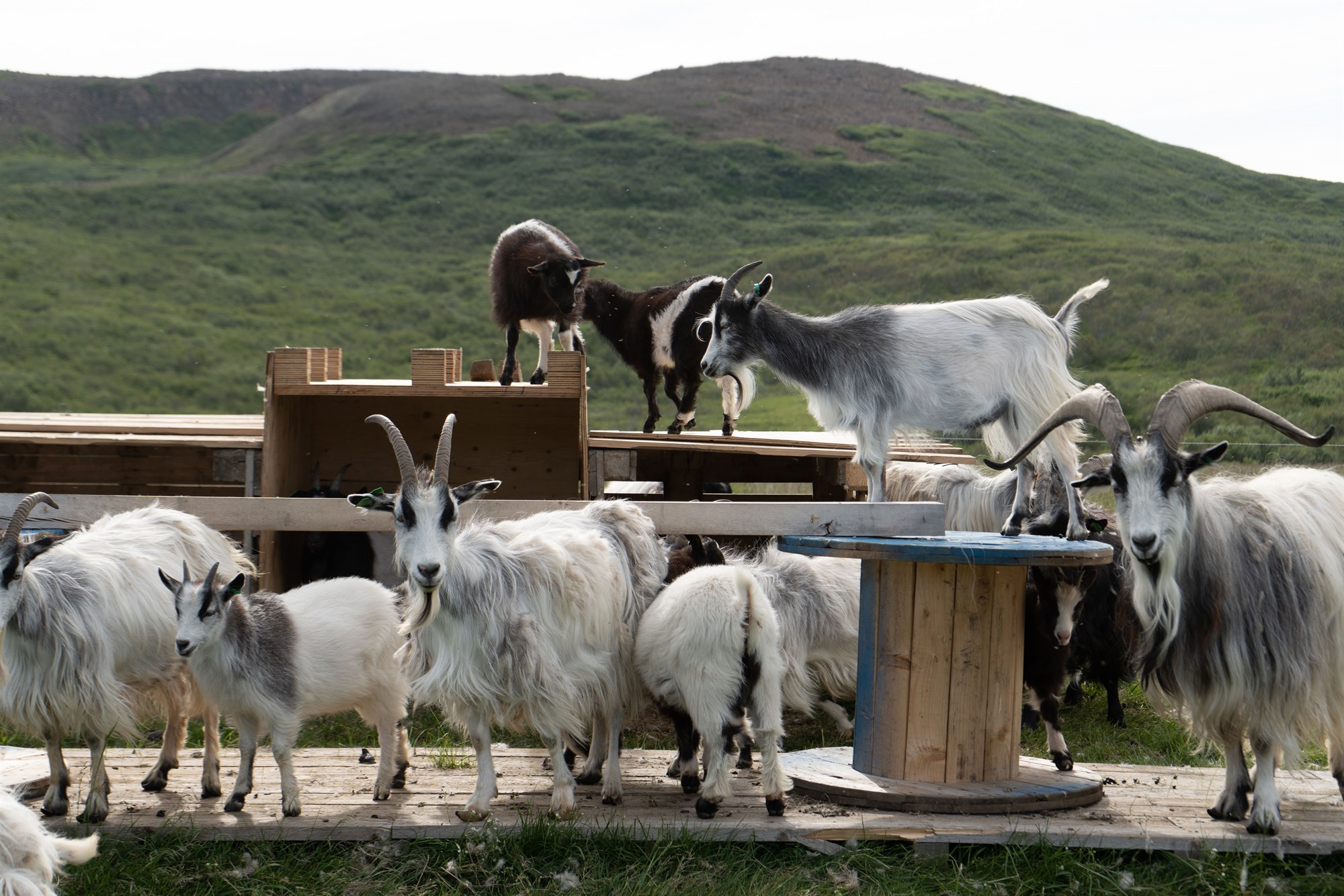 Gleymum ekki geitinni