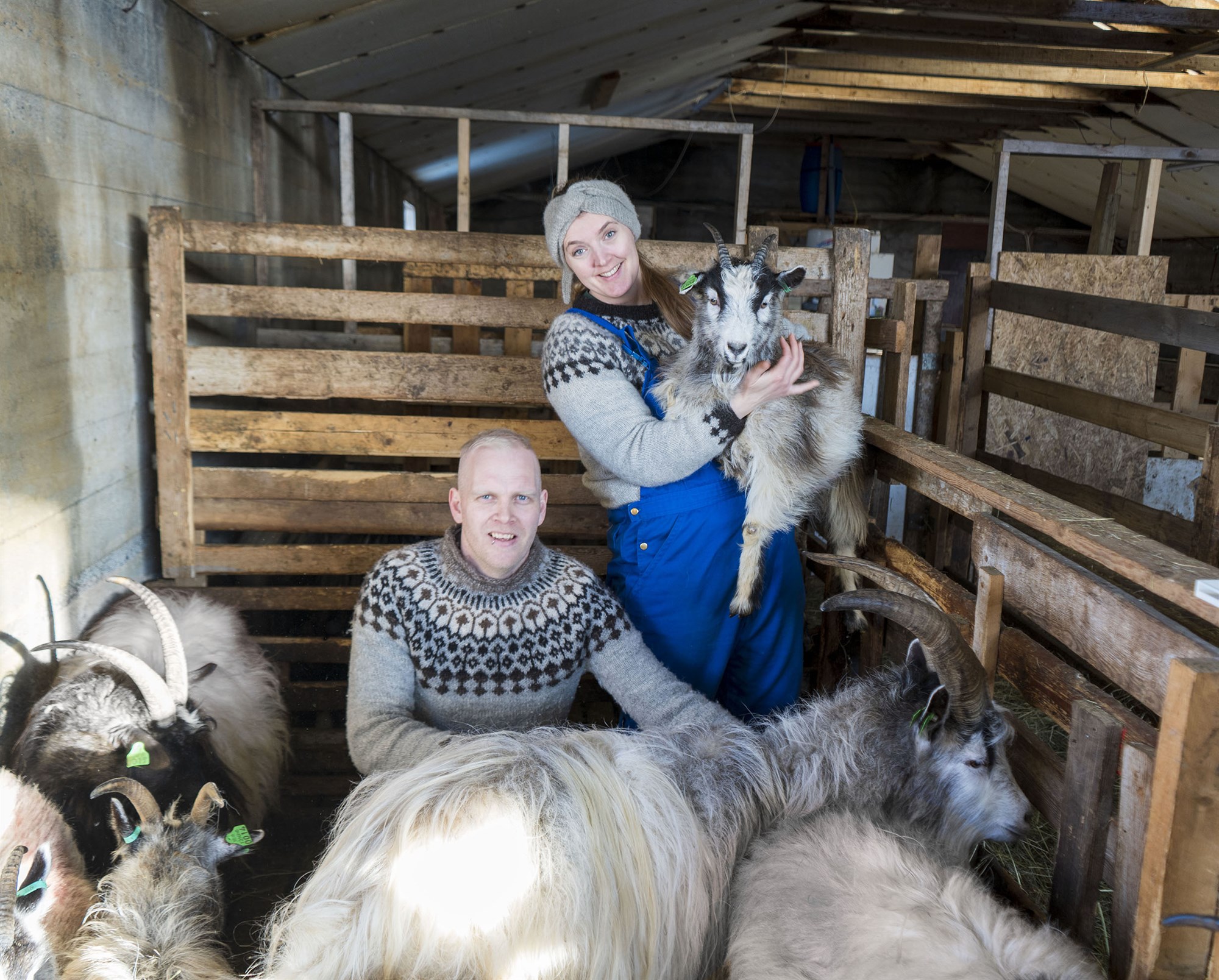 Bjartsýnir geitabændur