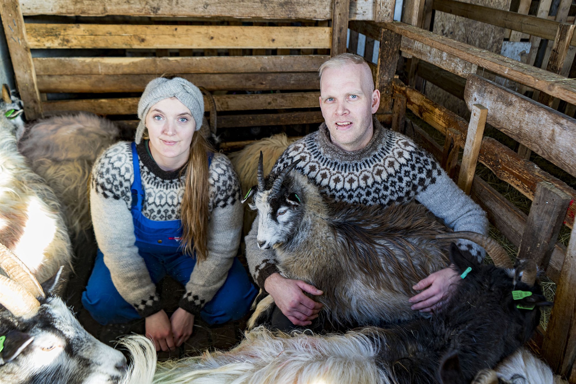 Geitamjólkurvinnsla í Gilhaga