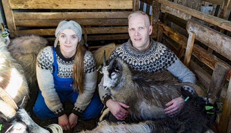 Geitamjólkurvinnsla í Gilhaga
