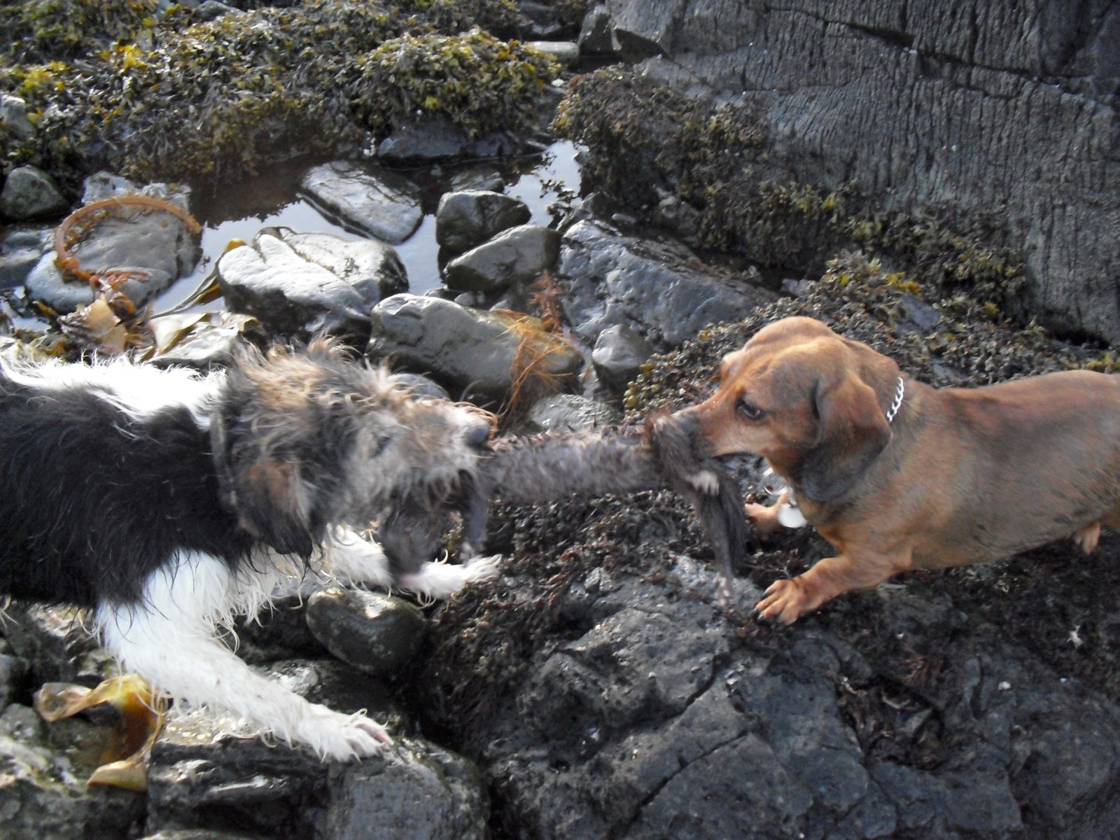Blásið til sóknar í umhverfismálum með tínslu á rusli