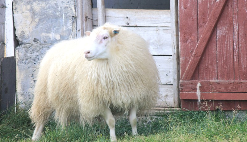 Gimsteinn kominn á sæðingastöð