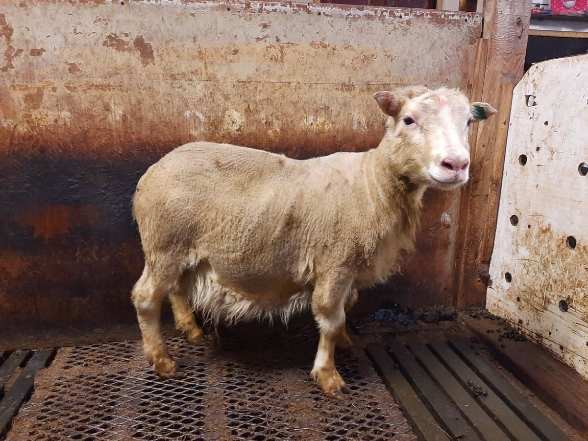 Gimsteinn frá Þernunesi ber nafn með rentu