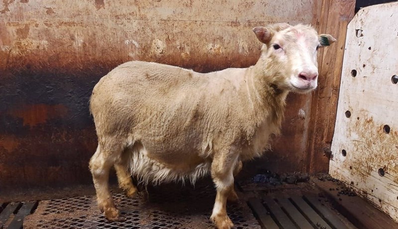 Gimsteinn frá Þernunesi ber nafn með rentu