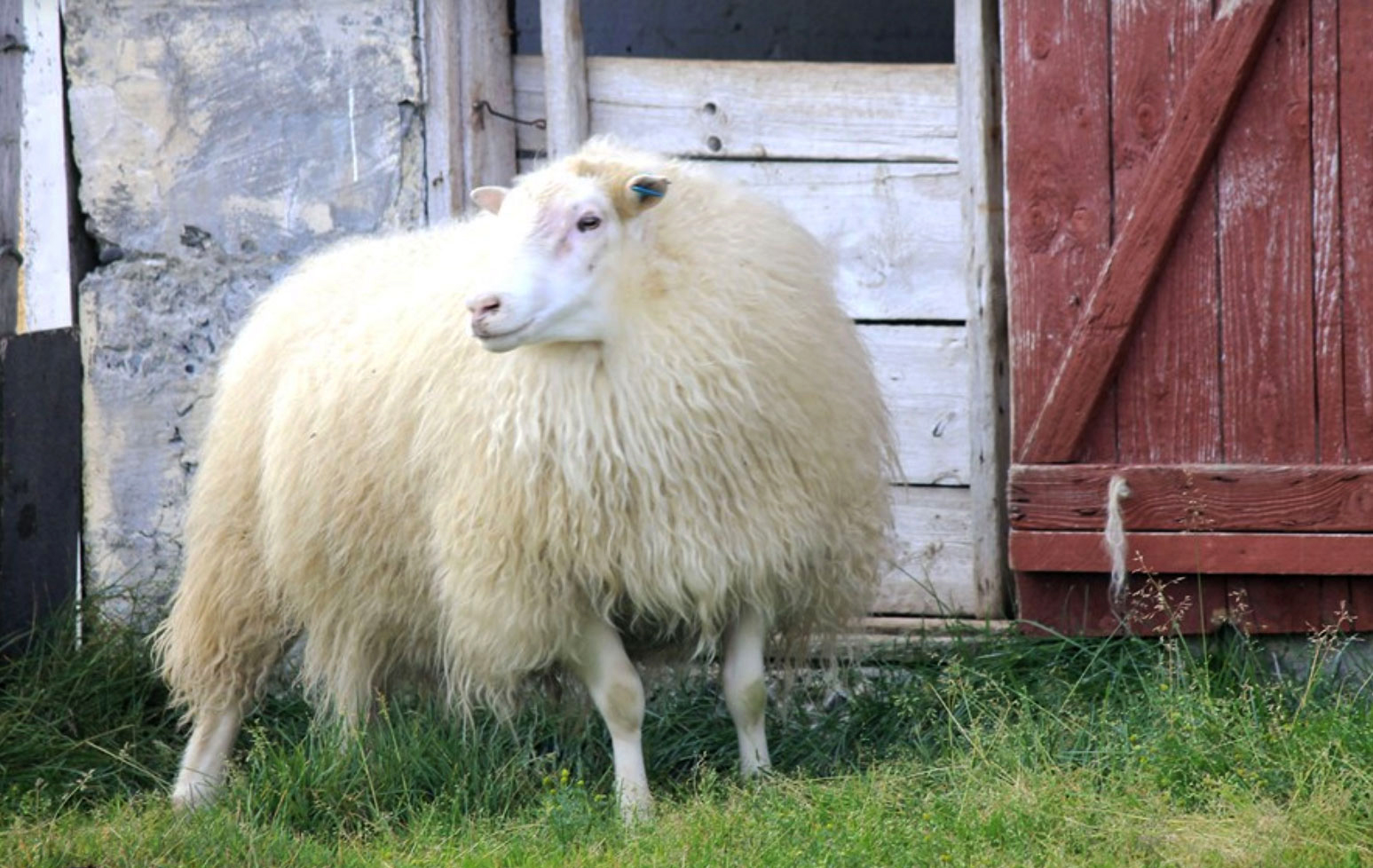 Heimilt að hlífa gripum með verndandi arfgerðir og mögulega verndandi arfgerðir