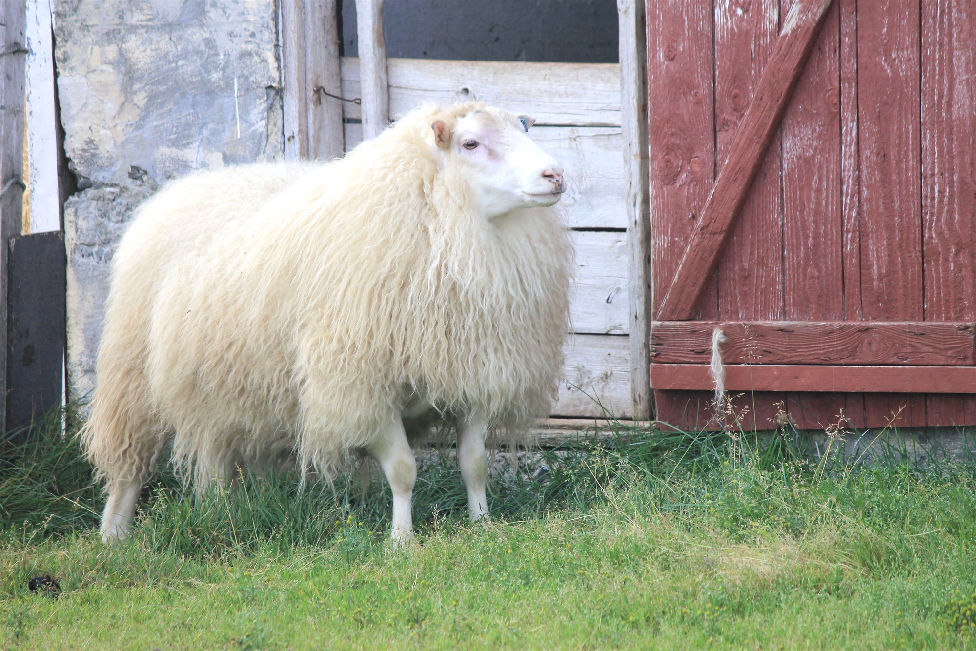 Lóga þarf gripum með verndandi arfgerðir ef riða kemur upp