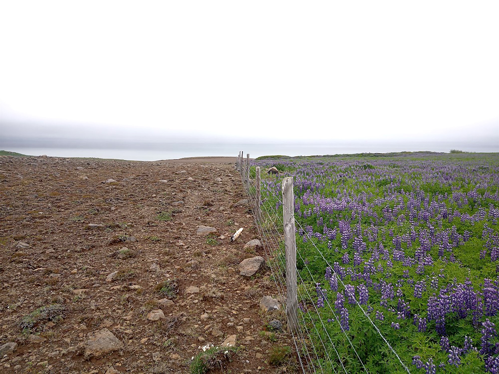 Landgræðsla við breyttar aðstæður