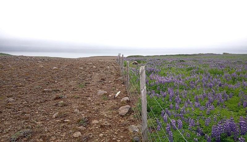 Landgræðsla við breyttar aðstæður