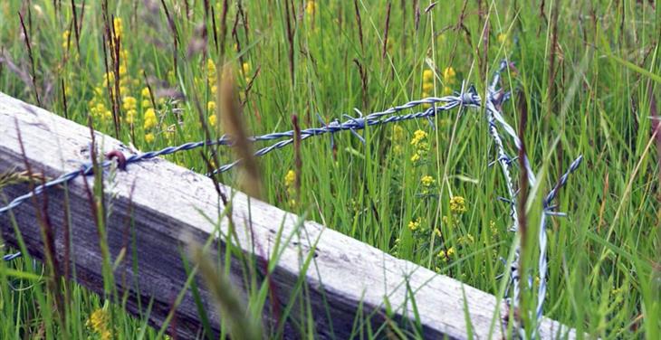 Bætur greiddar út vegna kals- og girðingatjóna