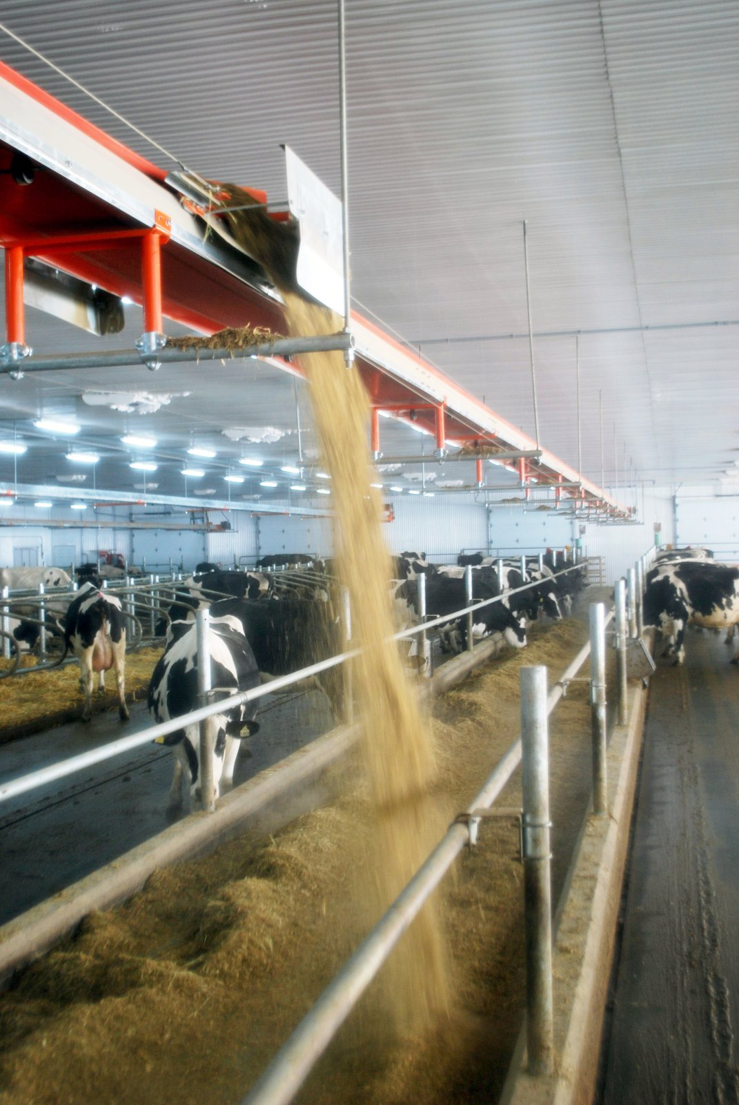 Fóðrun mjólkurkúa á komandi vetri