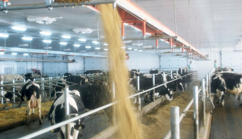 Fóðrun mjólkurkúa á komandi vetri