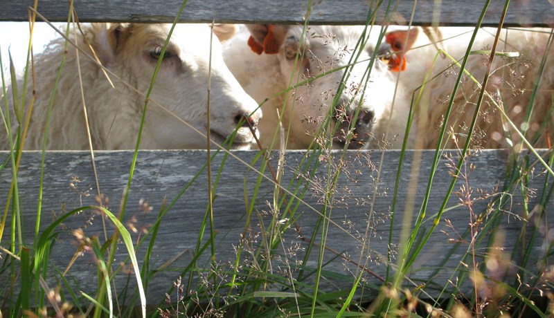 Áfangaskýrsla vegna sauðfjárdauðans