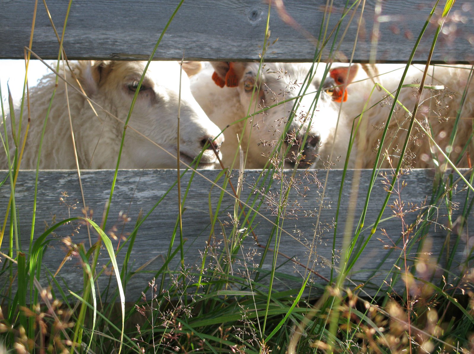 Garnaveiki greinist í Héraðshólfi