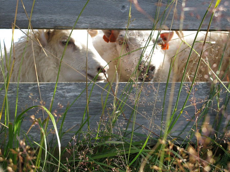 Garnaveiki greinist í Héraðshólfi