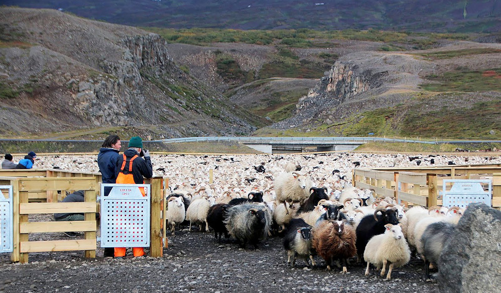 Meðalþyngd norðan heiða meiri en í fyrra