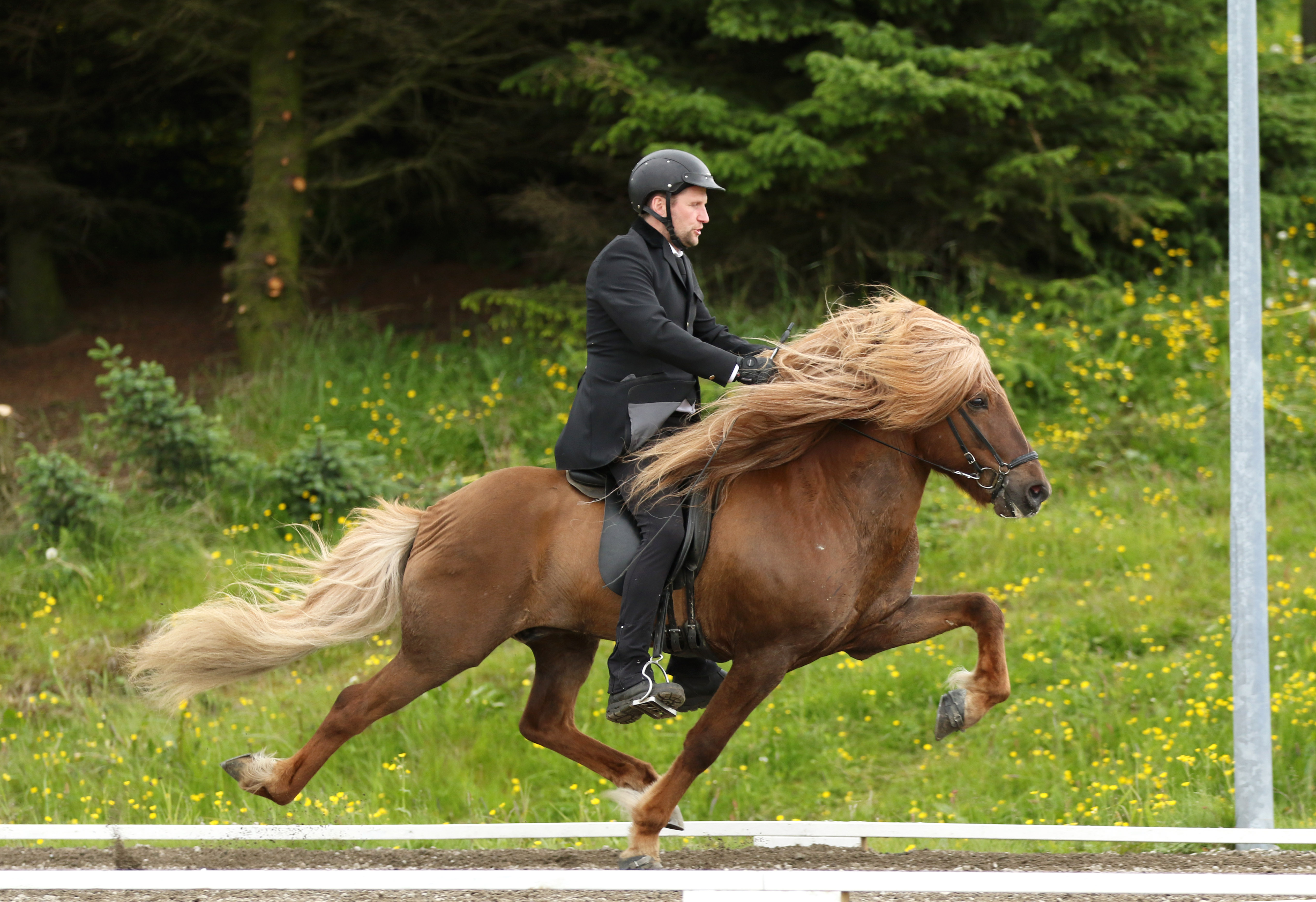Sýningarárið í íslenskri hrossarækt 2018