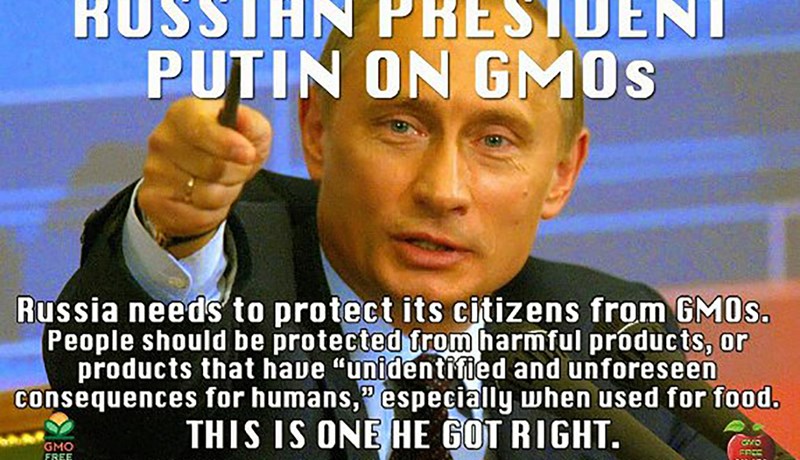 Rússar banna alla notkun erfðabreyttra nytjajurta