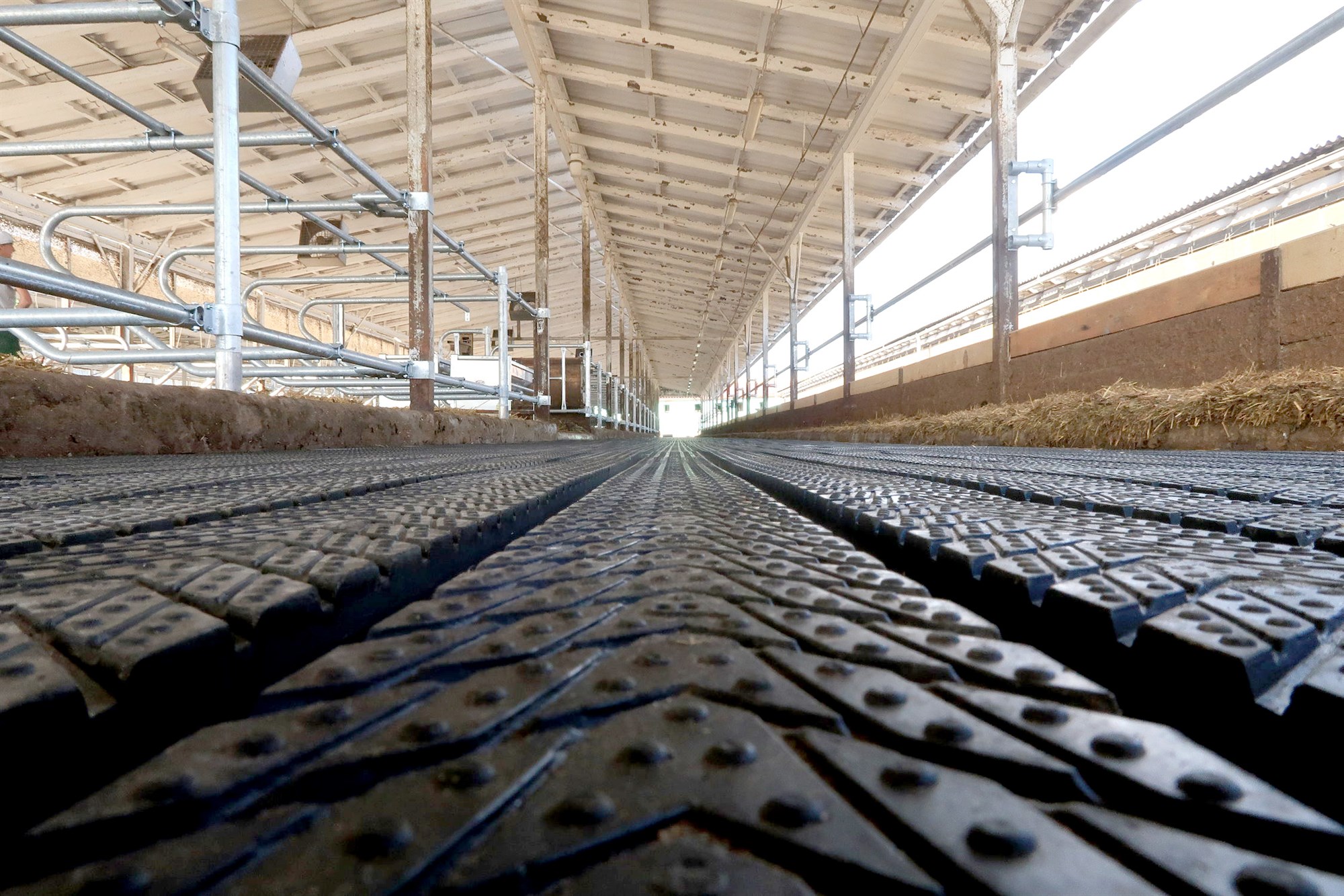 Hægt að bæta verulega ammoníaksnýtingu fjósa