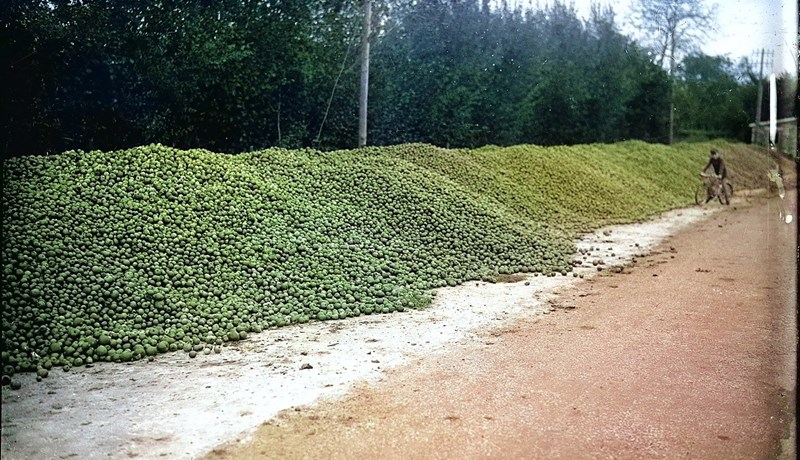 Epla- og perubrandí