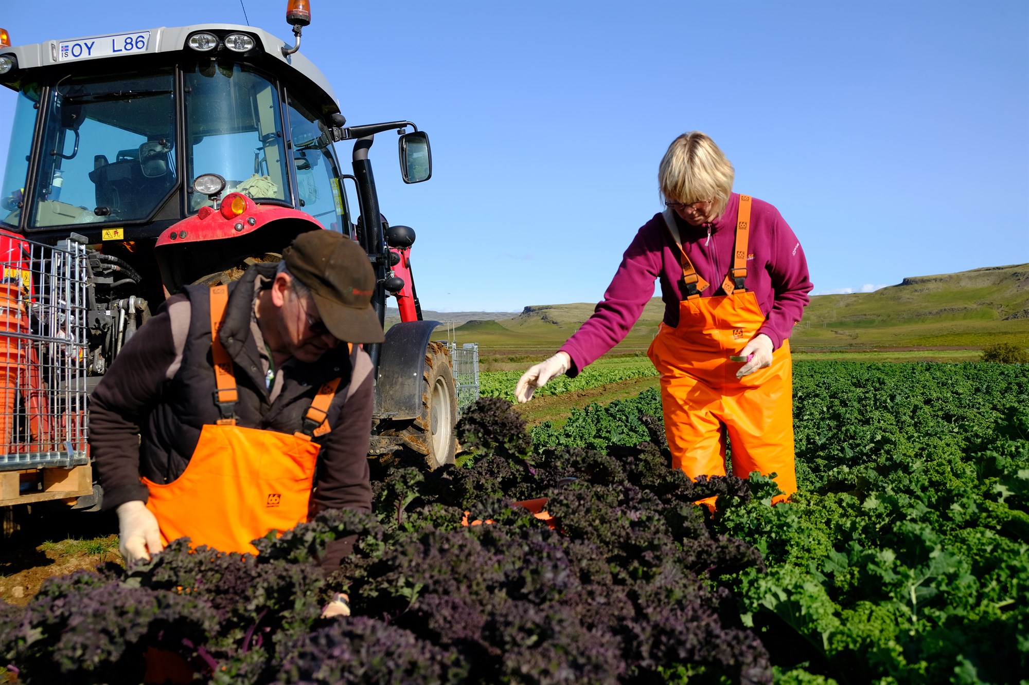 Í mörg horn að líta hjá garðyrkjubændum