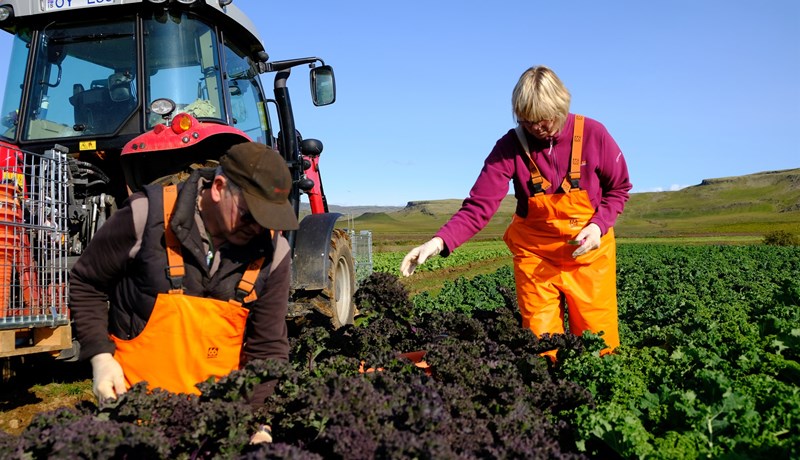 Í mörg horn að líta hjá garðyrkjubændum