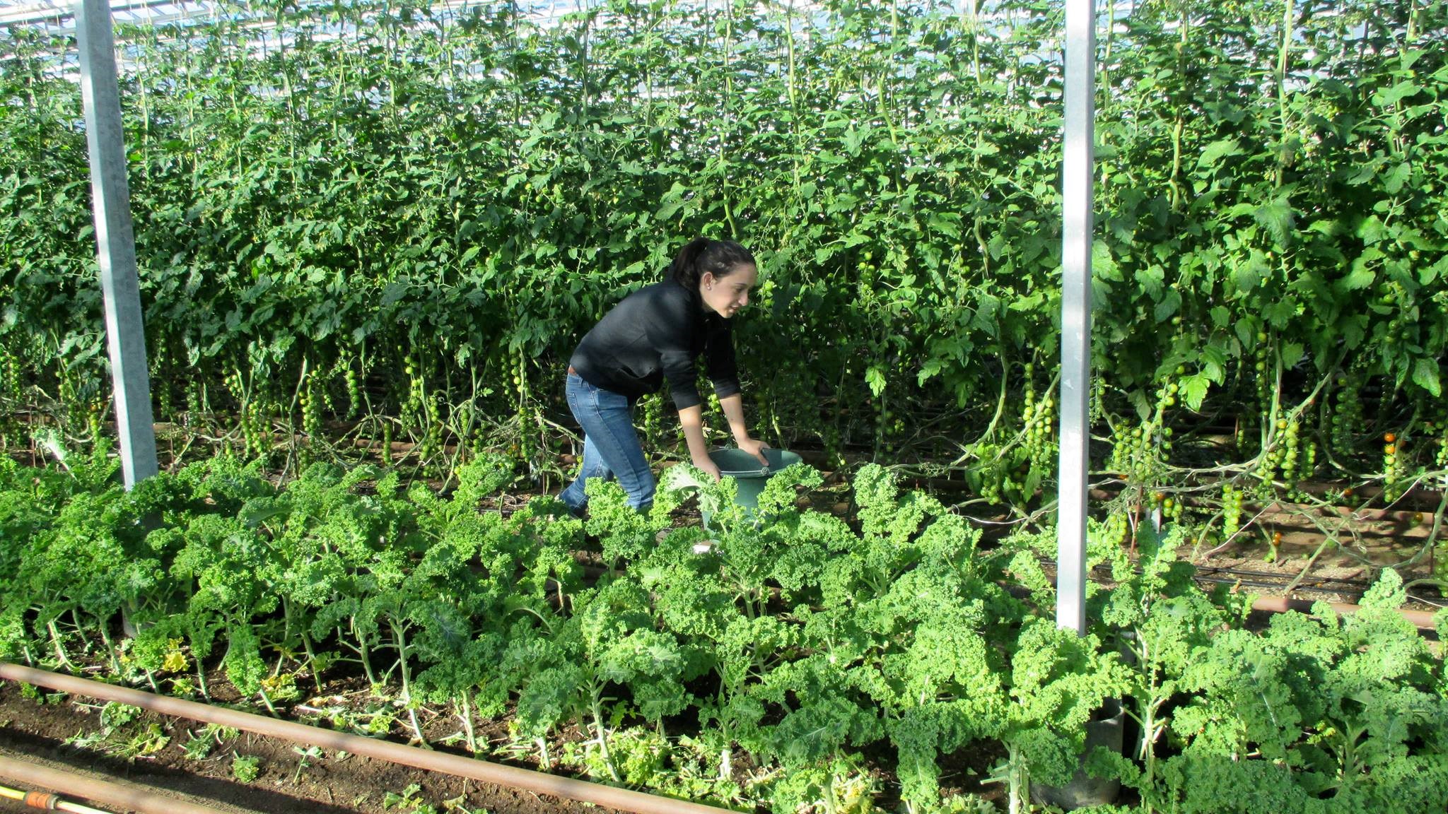 Námsbraut um lífræna ræktun matjurta á Reykjum
