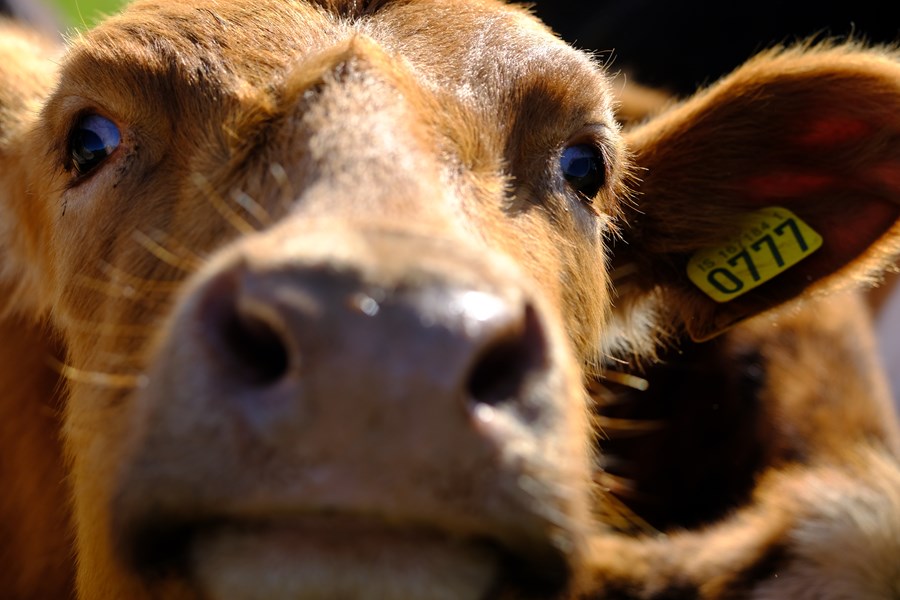 Innlausnarvirði mjólkur og sauðfjár árið 2019