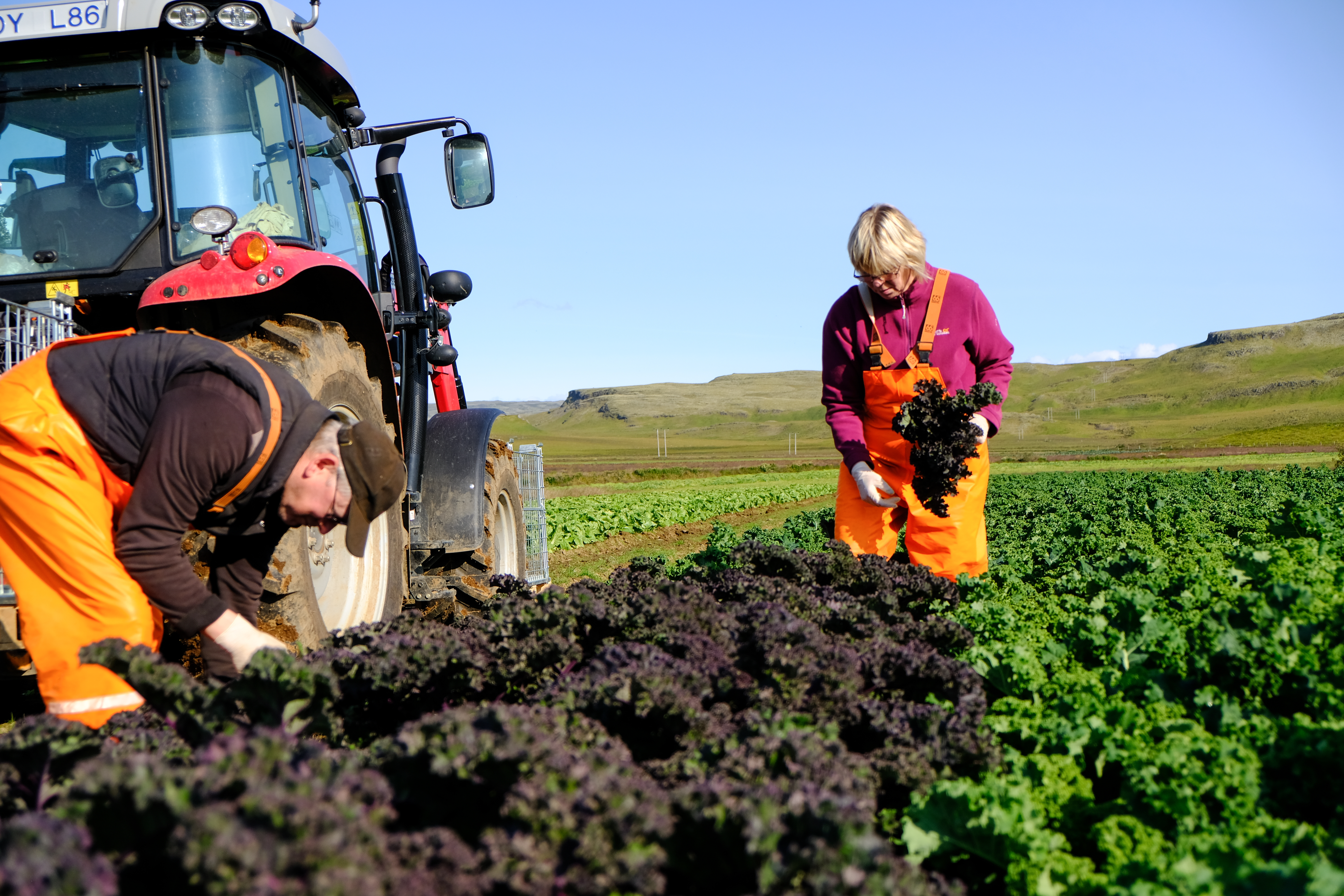Framleiðsluvirði landbúnaðarins fyrir síðasta ár tæpir 63 milljarðar