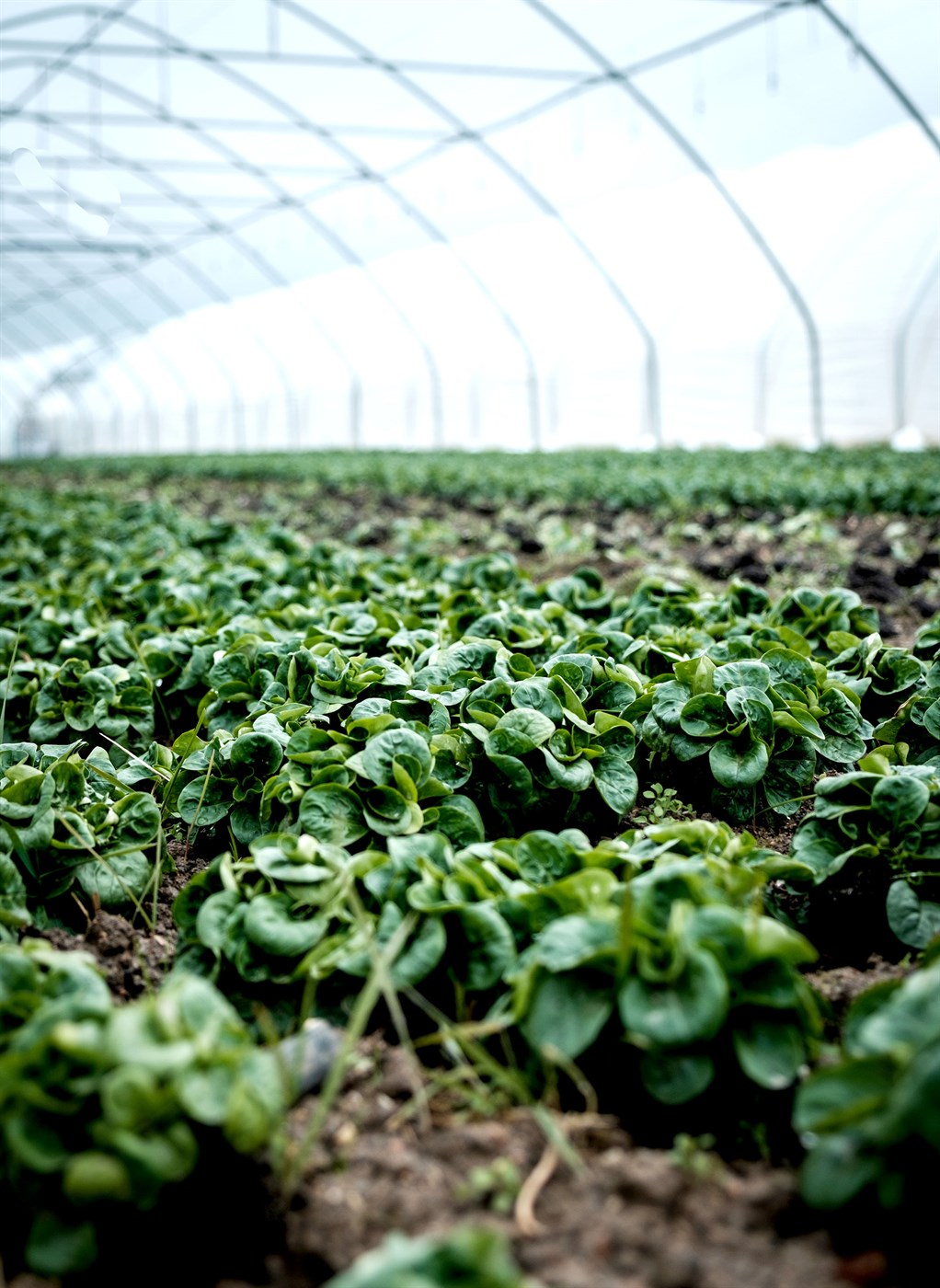 100% hækkun á 4 árum