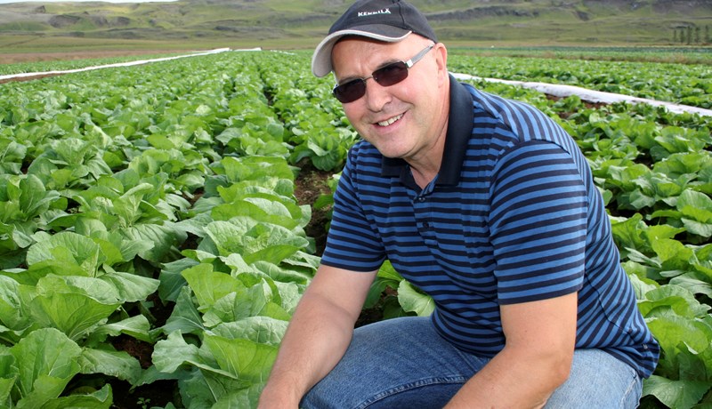 Reiknað með metuppskeru á útiræktuðu grænmeti