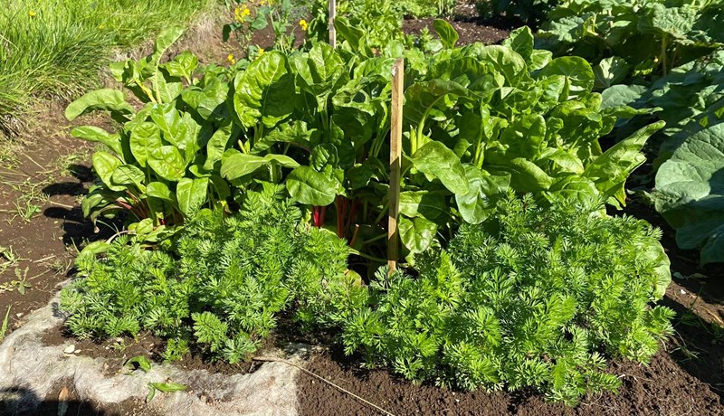 Fræ látin spíra í ull og útigrænmeti ræktað í ull