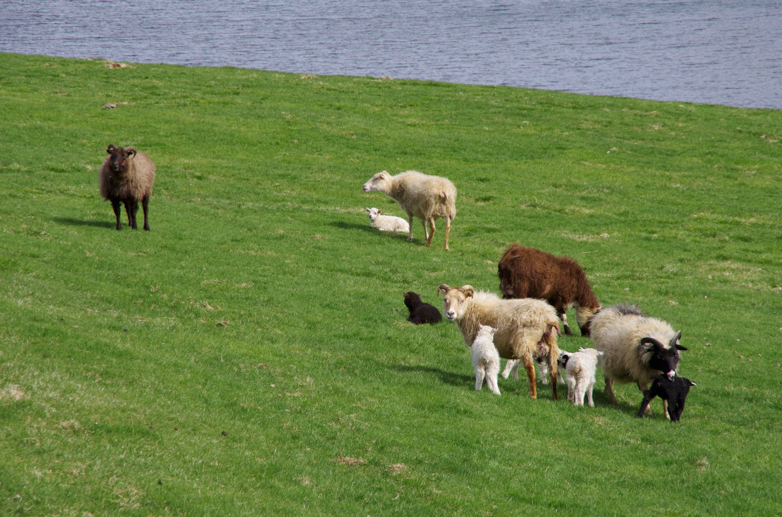Kjararáð sauðfjárbænda