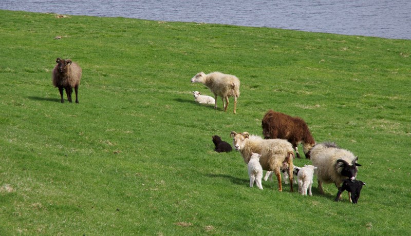 Kjararáð sauðfjárbænda